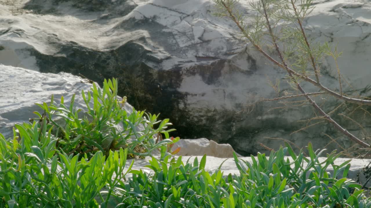 야외의 바위 근처의 식물.