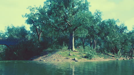 Césped-Verde-En-El-Parque-De-La-Ciudad-Con-Pantano-Bajo-La-Luz-Del-Sol