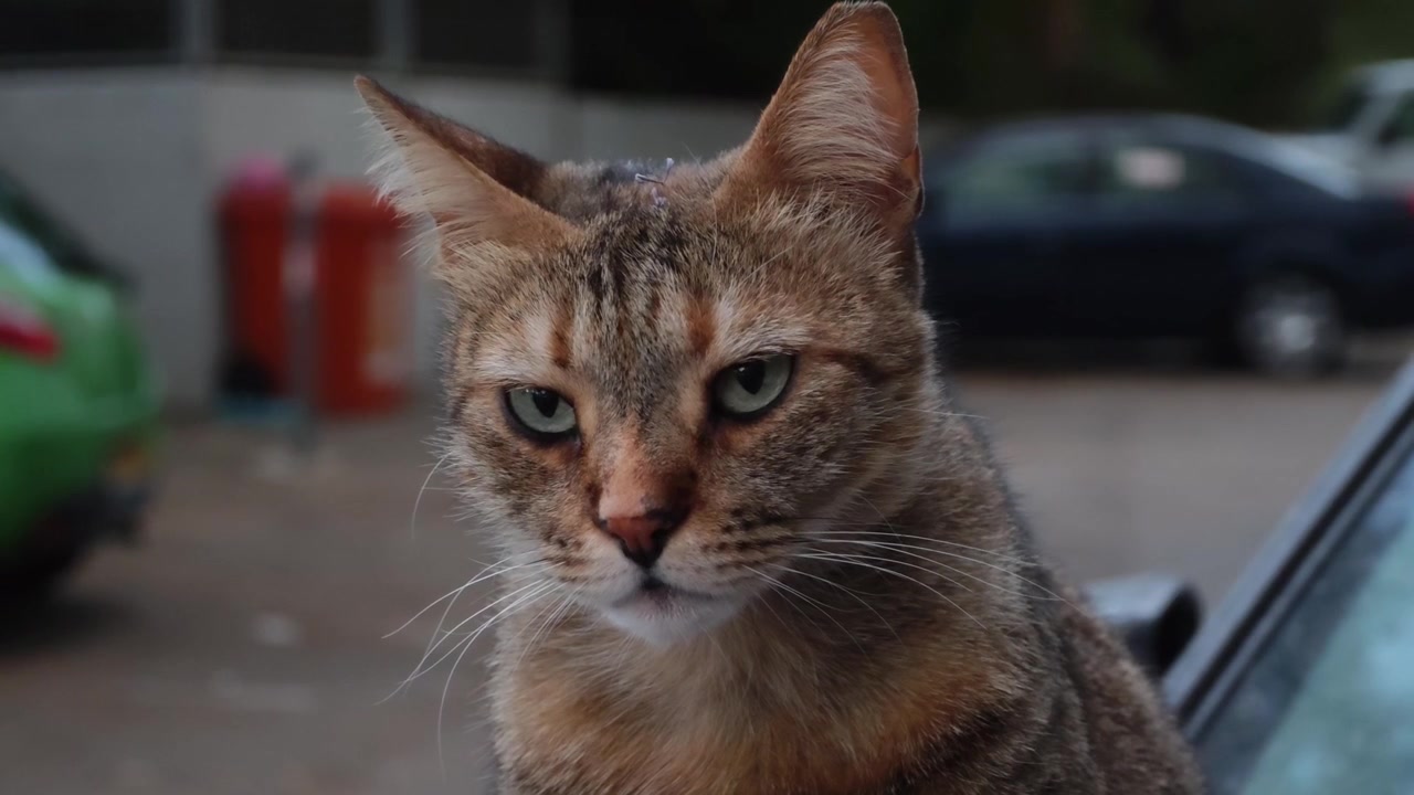Ritratto di gatto soriano mistico nelle strade urbane | Occhi felini incantevoli, movimento elegante di gatto randagio, B-roll cinematografico della città, primo piano atmosferico di animale di strada al rallentatore.