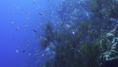 Coral-Reef-in-the-Red-Sea