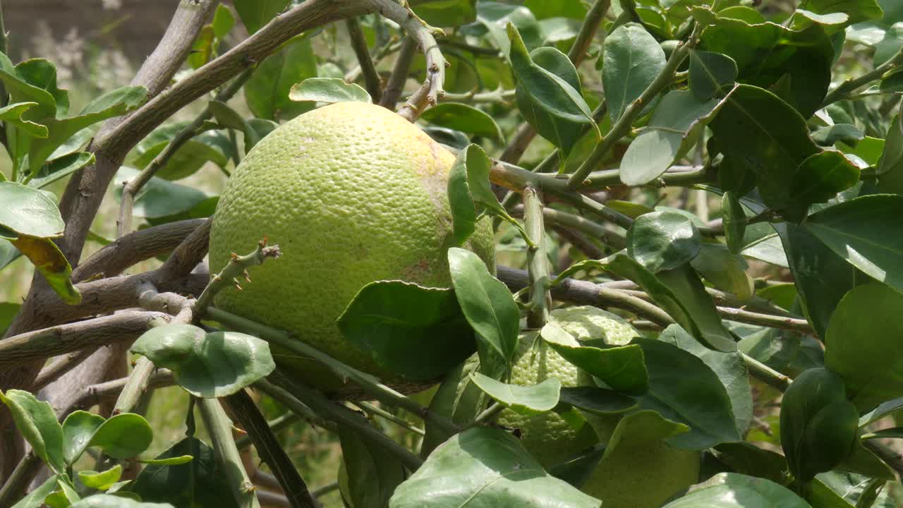 los limones en el jardín aún no están maduros