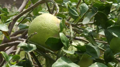 Die-Zitronen-Im-Garten-Sind-Noch-Nicht-Reif