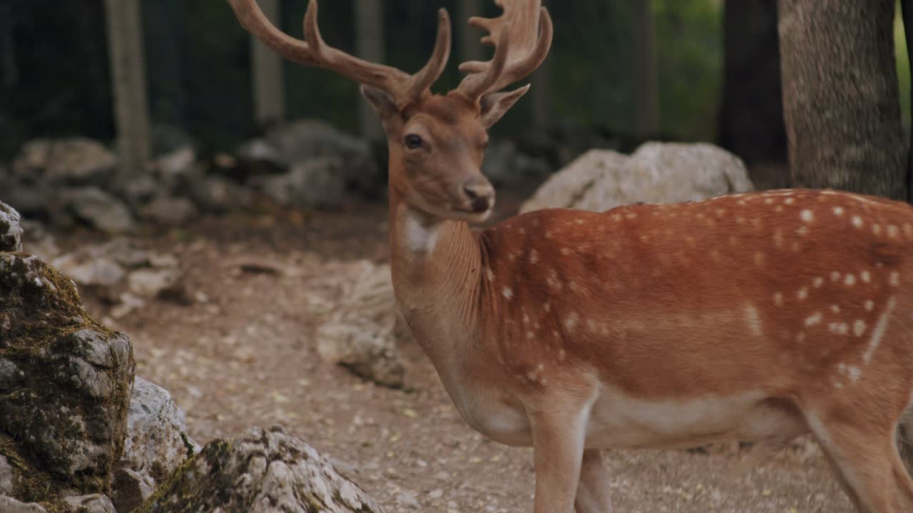 un gran ciervo macho está comiendo detrás de una roca en un bosque en el medio de italia