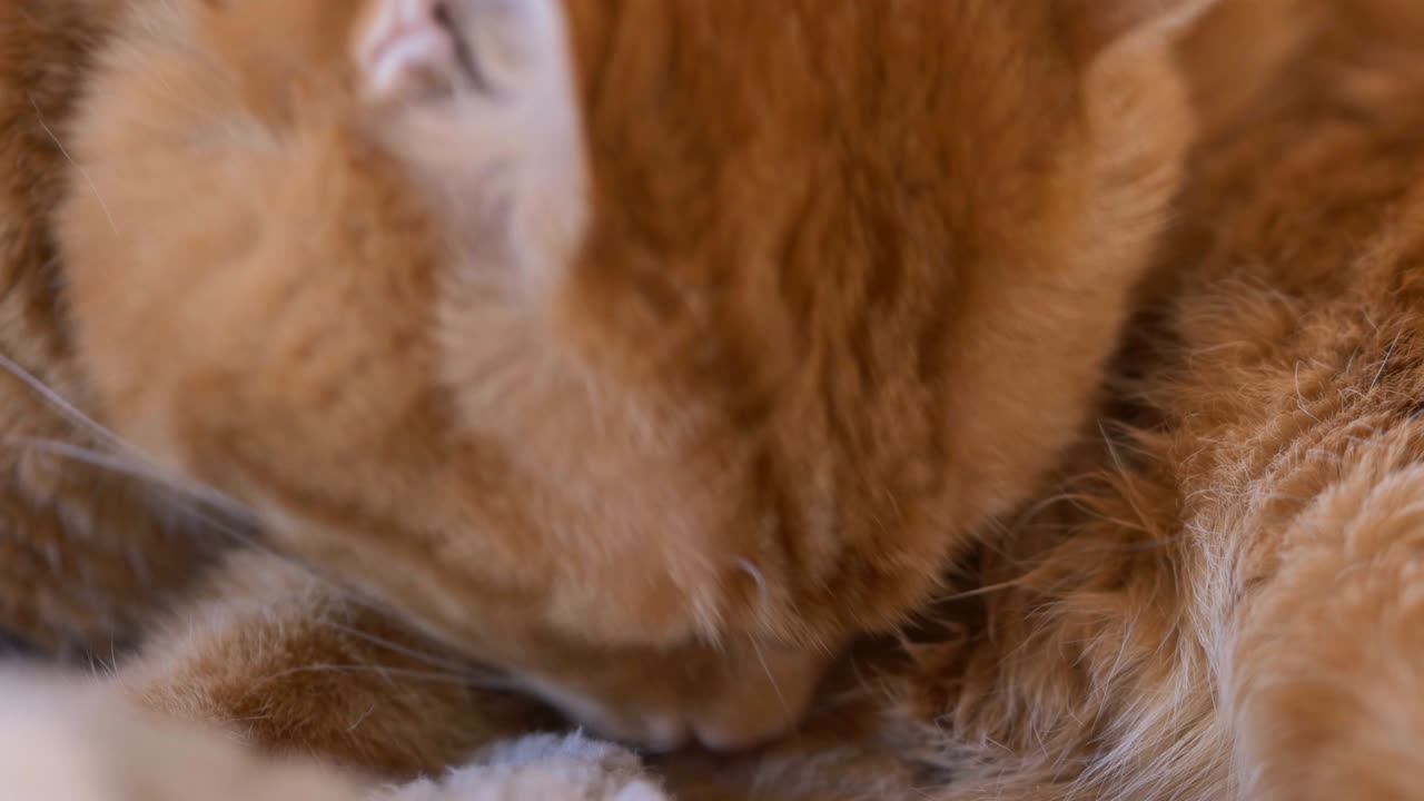 el gato se lava a sí mismo.