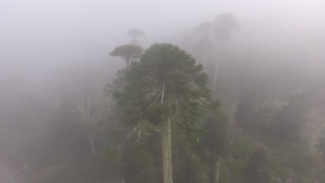 aerial drone rotating around an araucaria tree on a foggy day