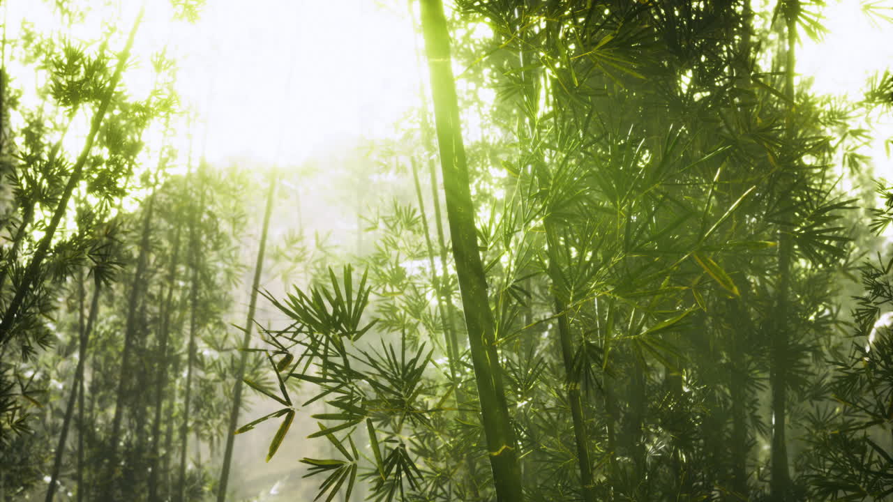 Sunlight filtering through lush bamboo forest in early morning