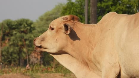 la vaca come comida - ojos - piel