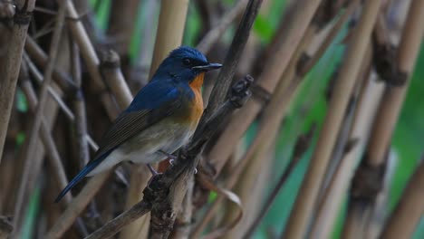 chinese blue flycatcher, cyornis glaucicomans