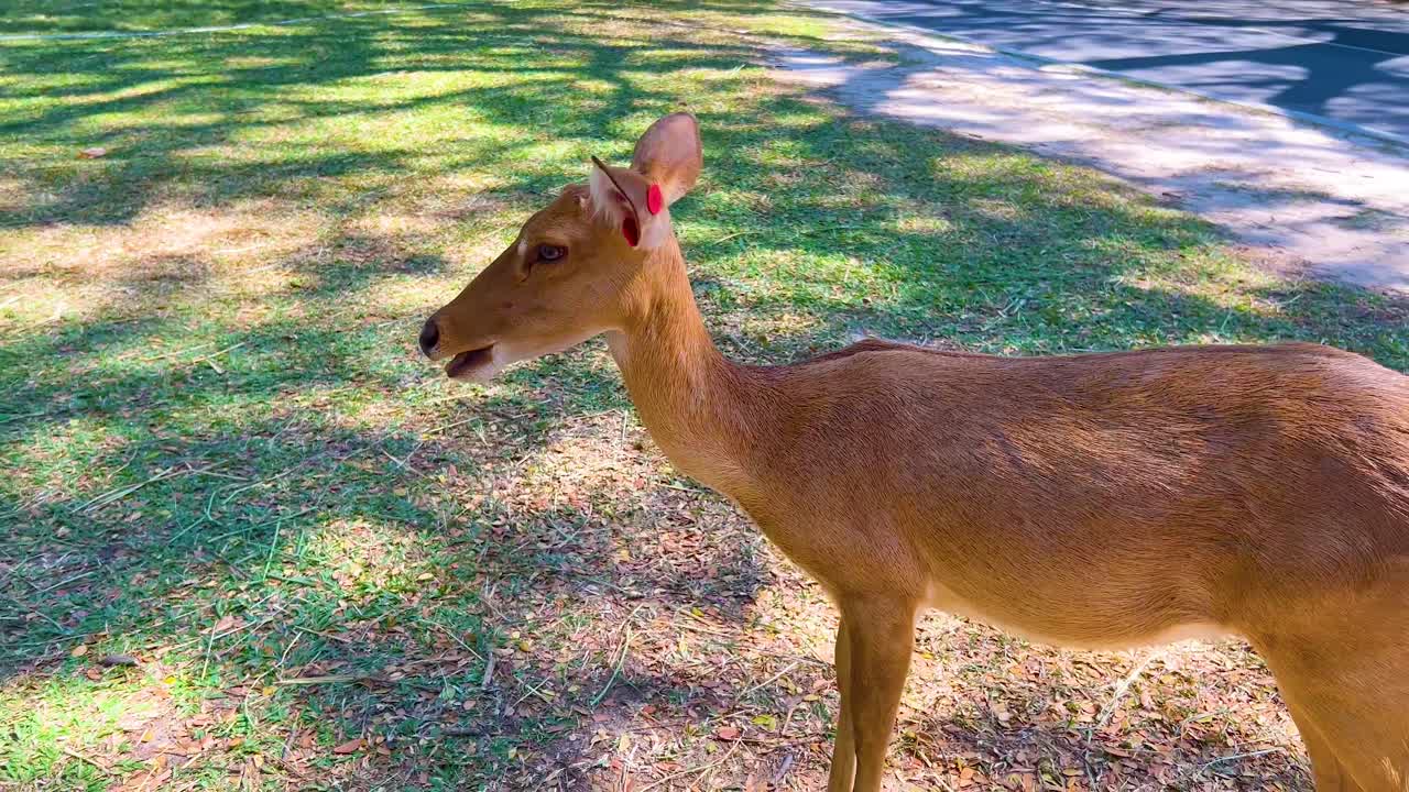 사 이 은 동물원 에서 조용히 고 있다
