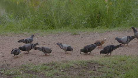 Pájaros-Picoteando-La-Suciedad-En-El-Parque