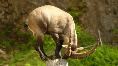 un ibex alpino macho de pie en un pequeño soporte de madera y comiendo de él