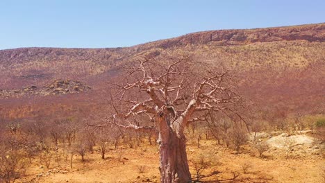 aerial around a giant baobab tree in northern namibia or southern angola