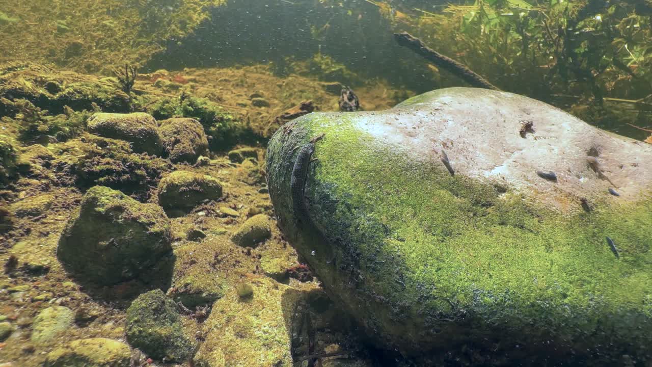 Leech Erpobdella octoculata on an overturned stone in a shallow stream, Estonia
