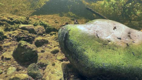 leech erpobdella octoculata on an overturned stone in a shallow stream, estonia