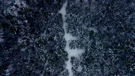 Drone-flying-above-woods-in-winter-and-revealing-the-Saint-Lawrence-River-in-Baie-Saint-Paul