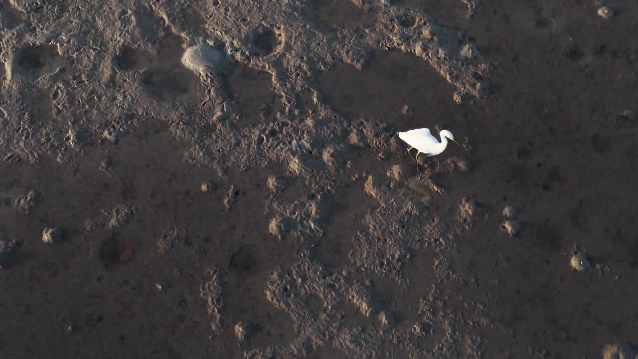 Aerial view of a Great Egret wading through mudflats at sunset in Port Douglas, showcasing its hunting behavior