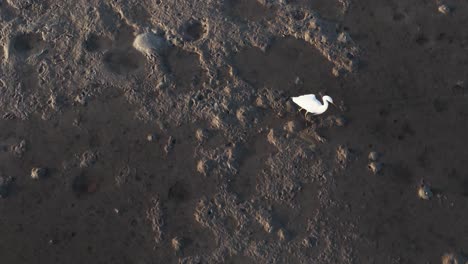 aerial view of a great egret wading through mudflats at sunset in port douglas, showcasing its hunting behavior
