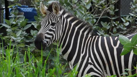 Schwarz-Weiß-Zebra-In-Einem-Park