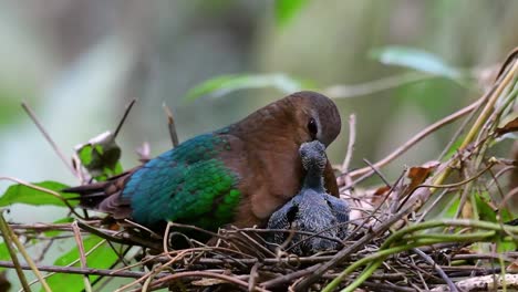 The-Common-Emerald-Dove-is-common-to-Asian-countries-and-it's-famous-for-its-beautiful-emerald-coloured-feathers