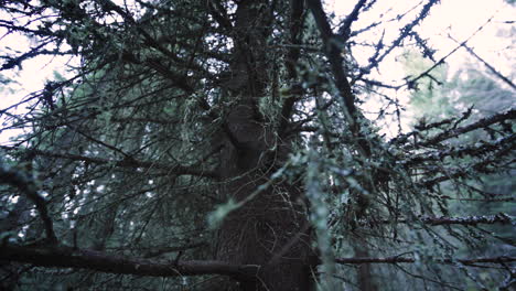 close and wide tilt up shot of a grown spruce tree