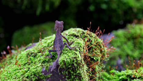 mirando hacia la oscuridad de una grieta de rocas cubiertas de musgo mientras mira hacia la izquierda y la derecha, espinoso marrón acanthosaura lepidogaster, parque nacional khao yai