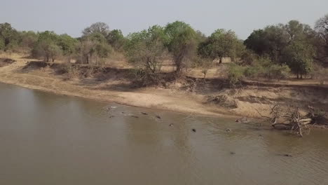 vista aérea baja: hinchazón de hipopótamos entrando en el río lupande en zambia