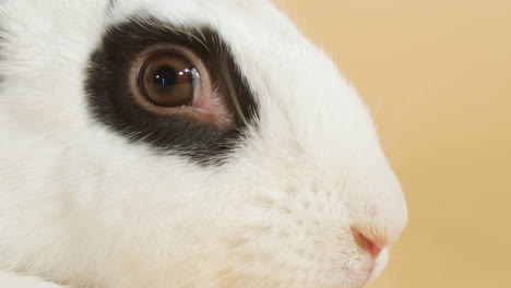 portrait of black spotted white rabbit snout, wiggling nose - close up