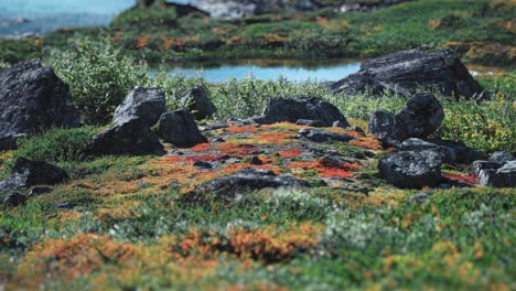vista panorámica de una vibrante zona de musgo con rocas esparcidas, con el telón de fondo de un tranquilo estanque de montaña
