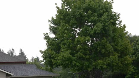 rain falling on a cloudy day in town