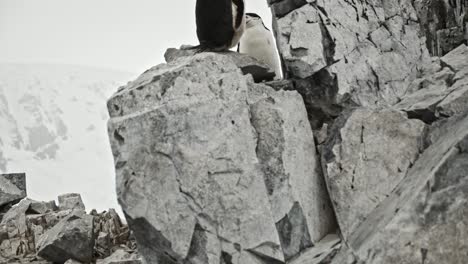 reveal of chinstrap penguin within colony in a beautiful location