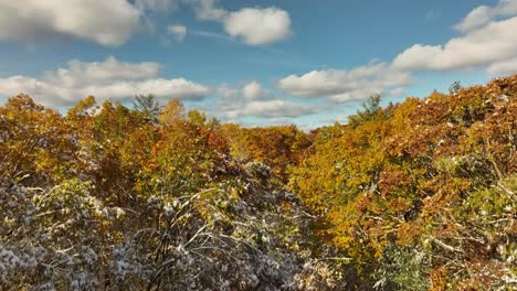 subiendo a las cimas de los árboles de otoño