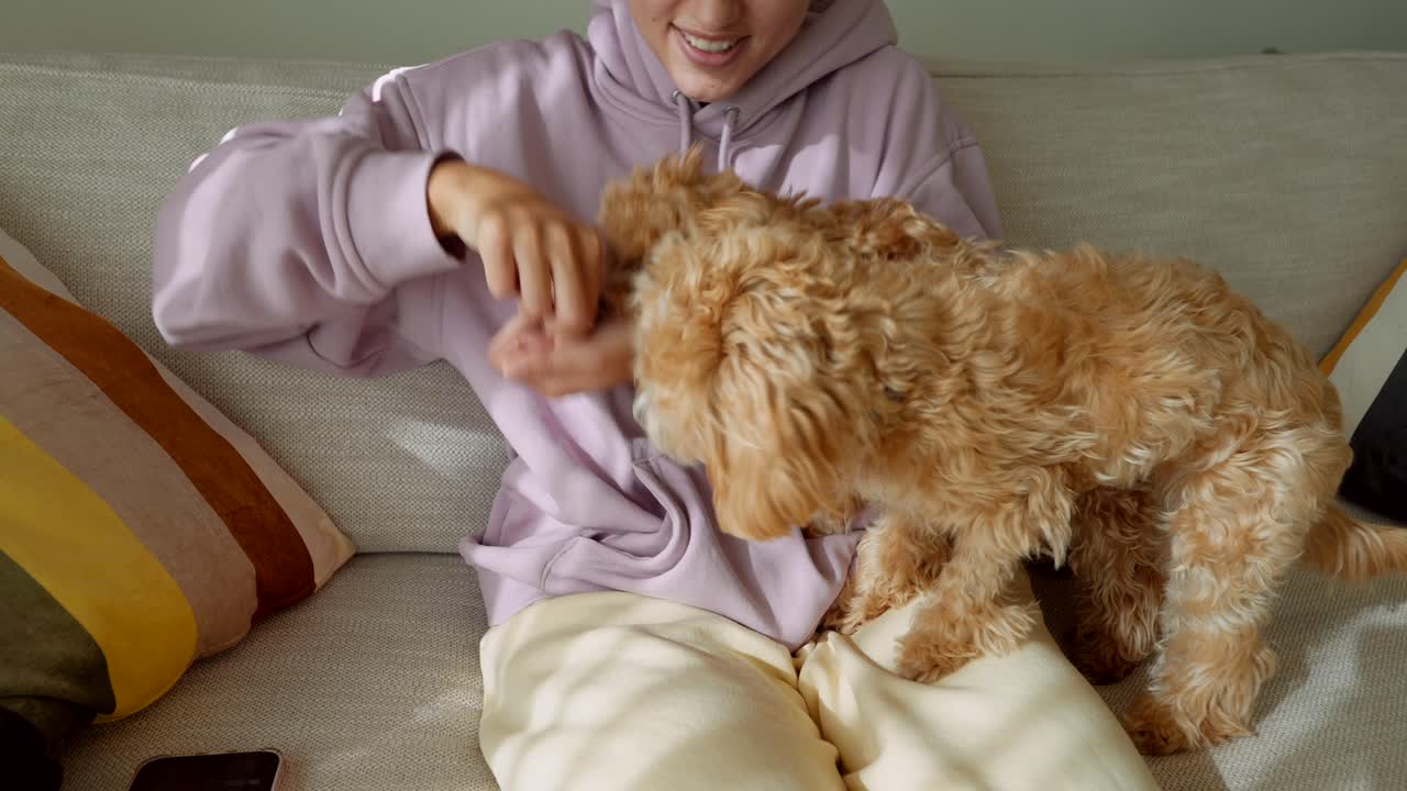 Vrouw die haar speelse Maltipoo puppy traktaties geeft op de bank