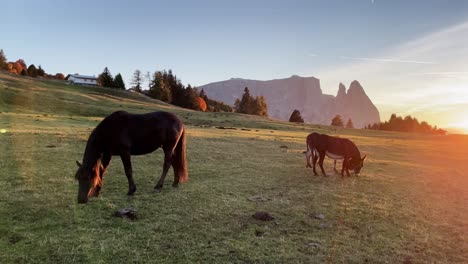 wide shot of a green meadow near the mountain schlern, suedtirol