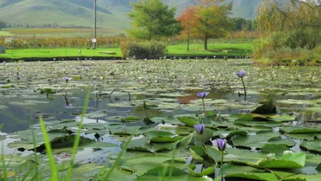 Rising-up-behind-grass-revealing-beautiful-dam-with-lilies