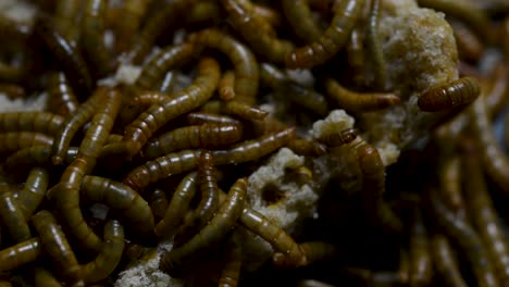 the mealworm is a species of darkling beetle used to feed pets like fish, snakes, birds, and frogs