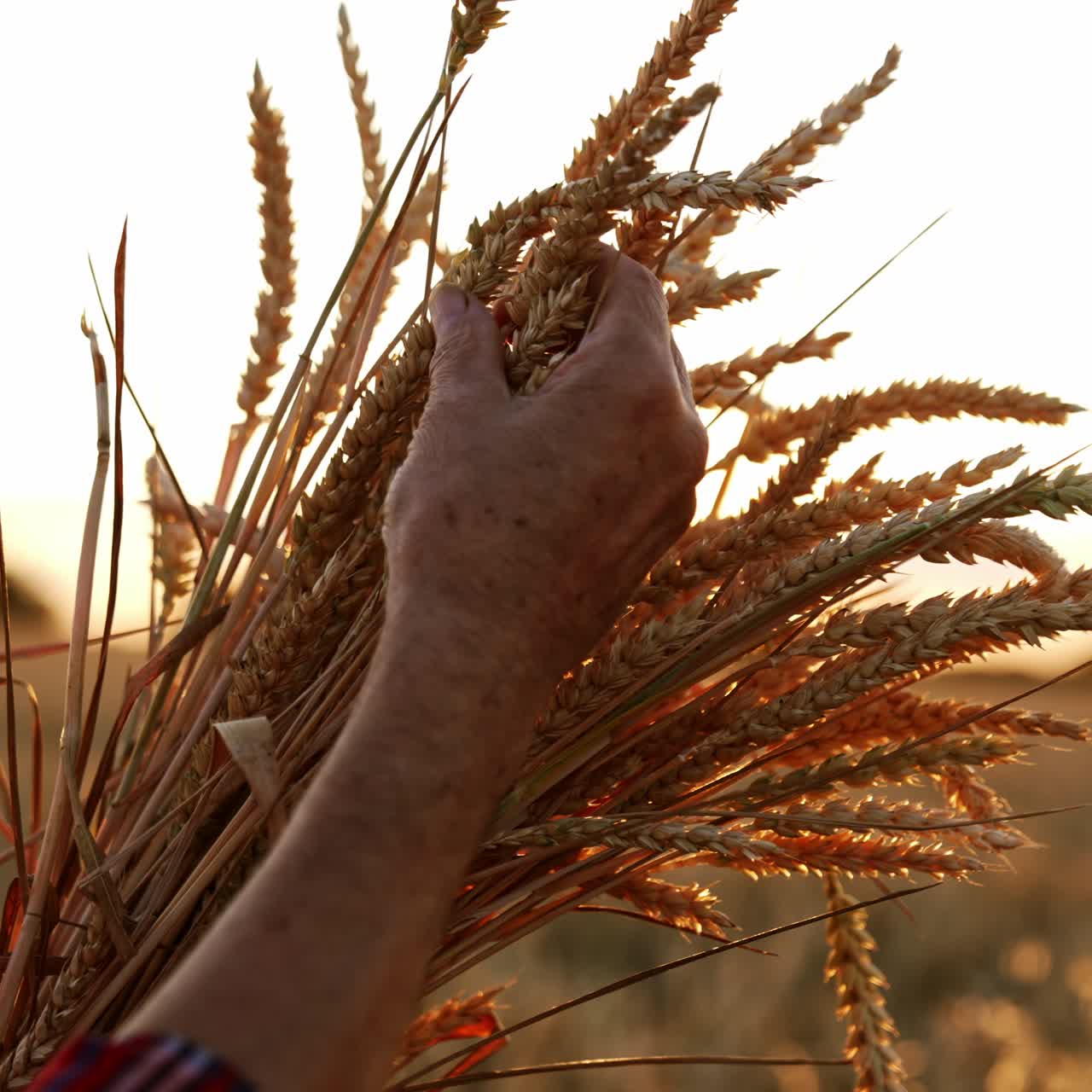Hand of an old person stroking every era of corn in the bunch. Setting sun in the wheat field at backdrop in blur. Close up
