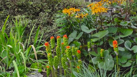 slowly moving footage of a colorful perennial garden