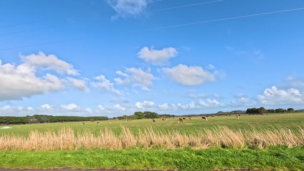 과 파란 하늘을 가진 목축 풍경