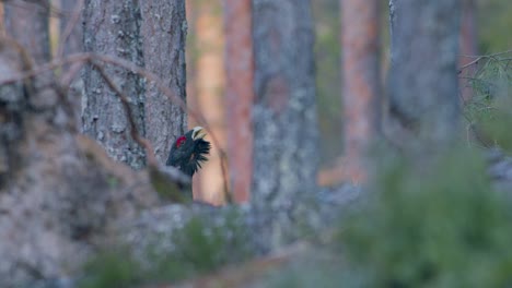 Male-western-capercaillie-roost-on-lek-site-in-lekking-season-close-up-in-pine-forest-morning-light