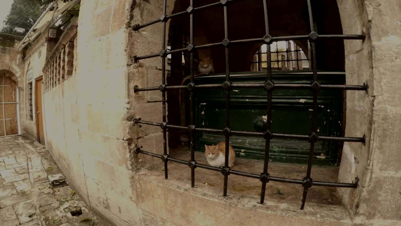 tres gatos se sientan en el sepulcro del santo en el patio de la piscina de peces sagrados