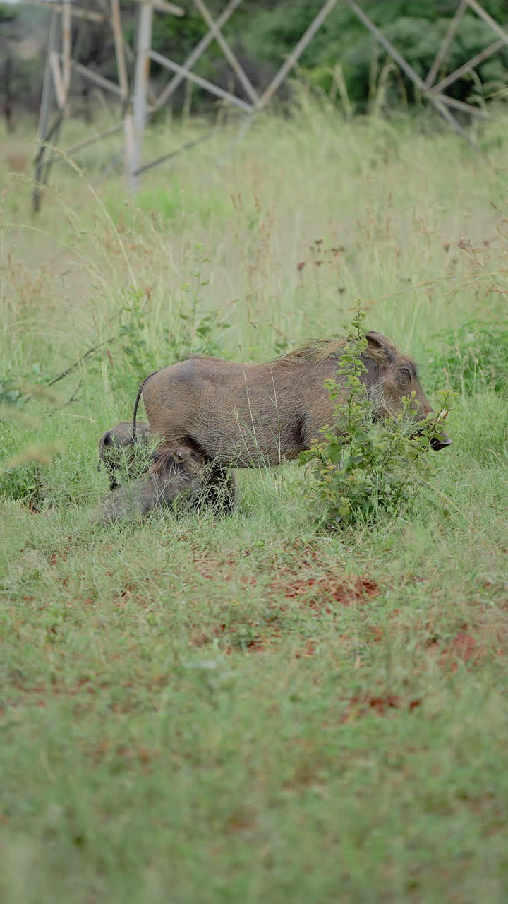 Fagoceri nella savana africana