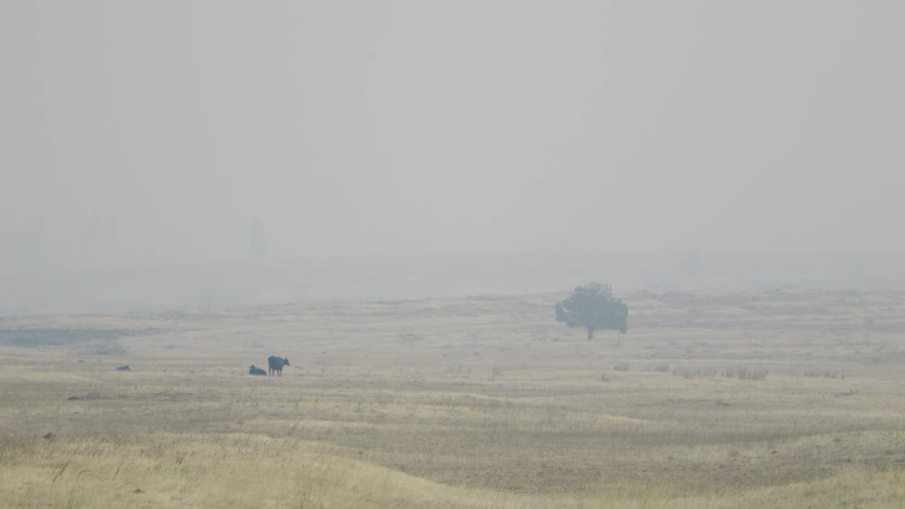오리건 중부 고속도로 근처의 산불 연기 속의 소들
