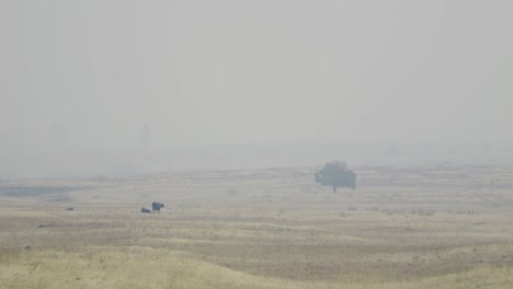 cows in wildfire smoke near highway in central oregon