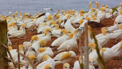 northern gannets birds grouping in nesting colony near cliff, close up, quebec