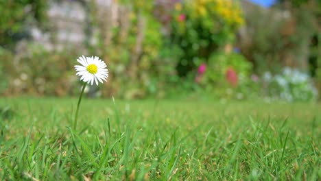 single daisy blows softly in the wind in green grass garden setting