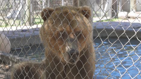 oso pardo grizzly contra la valla del recinto