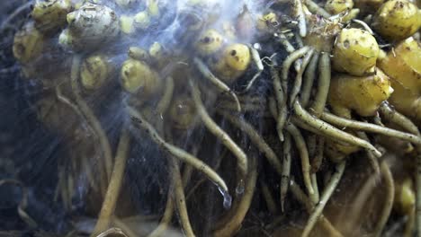 Extreme-clos-up-of-ginger-being-washed-Breathtaking-Footage-of-Ginger-Harvest-home-gardening