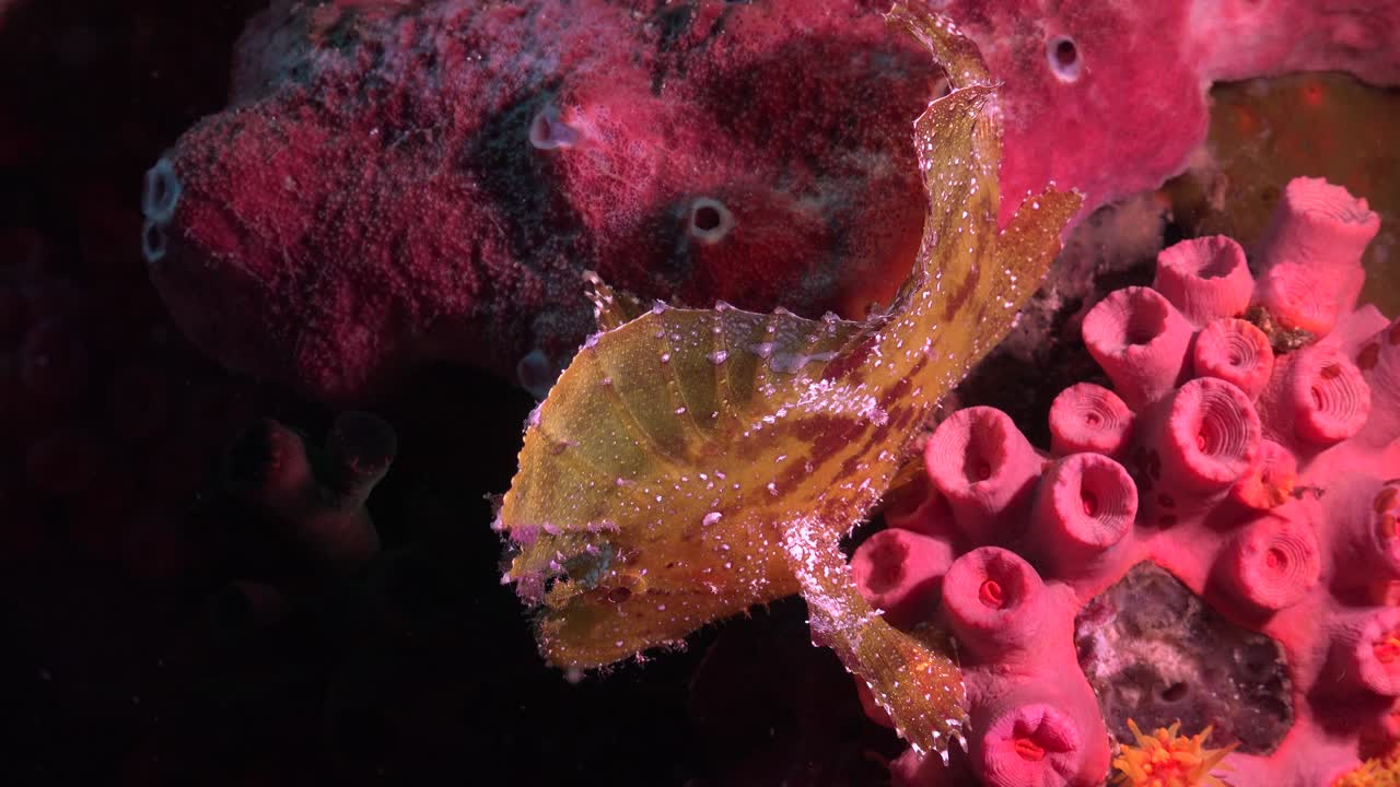 열대 산호초 에 앉아 있는 노란 잎 스코르피온피쉬