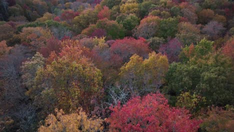 fall leaves at treetop level aerial near banner elk nc, north carolina