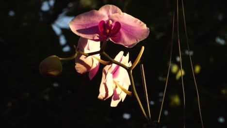 delicate pink orchid flowers flutter in wind, elegant blossoms in outdoor garden